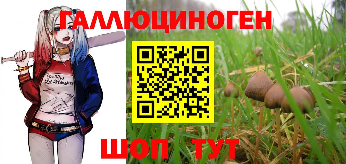 Псилоцибиновые грибы Cubensis Кондопога