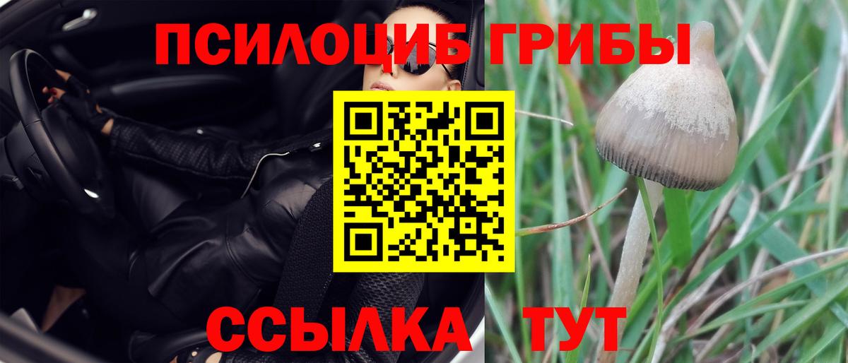 Галлюциногенные грибы Cubensis  Кондопога 