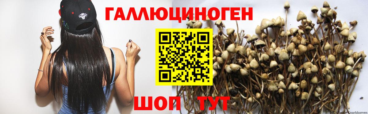 Псилоцибиновые грибы Psilocybine cubensis Кондопога